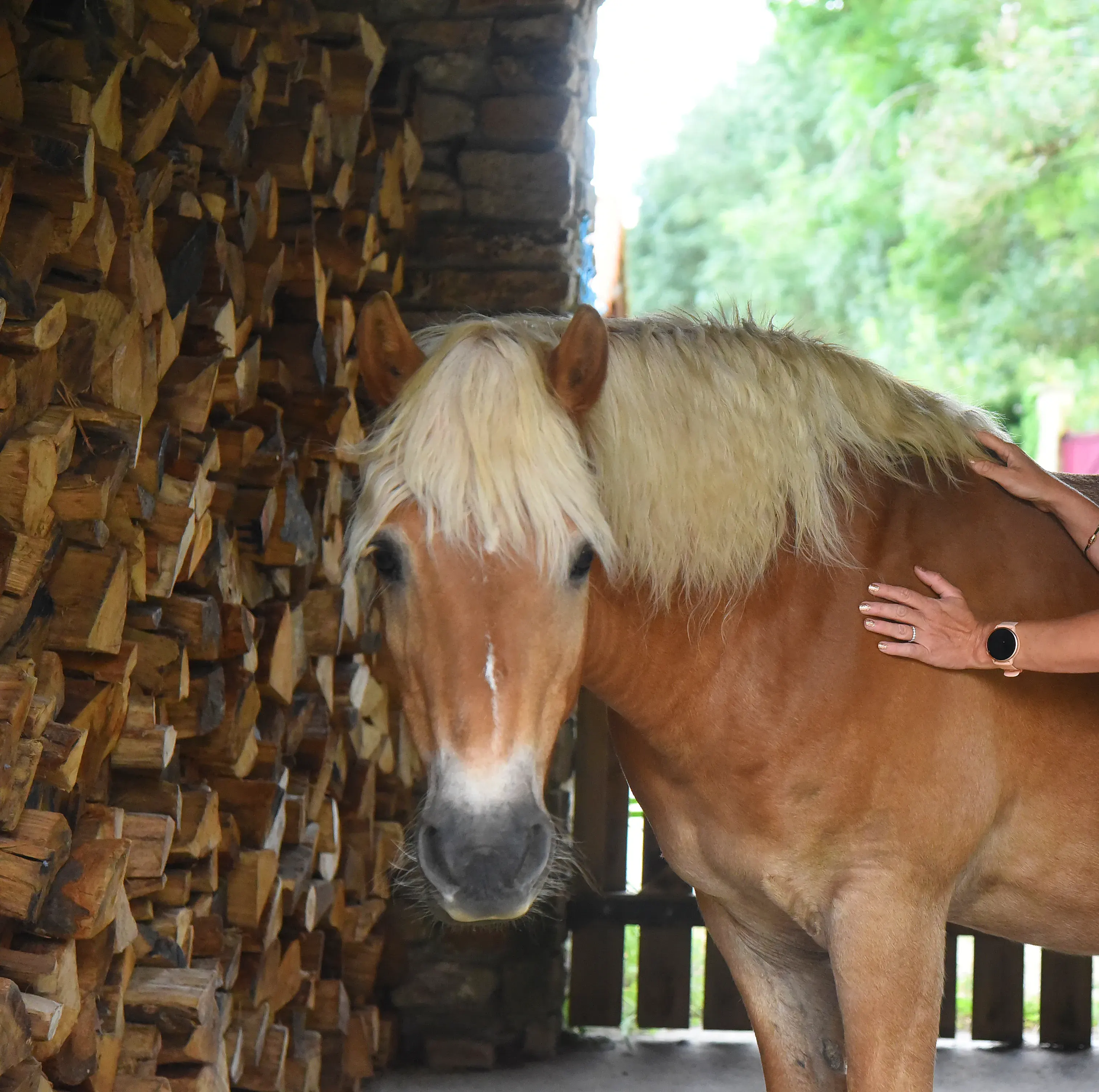Cheval alezan au calme dans son écurie