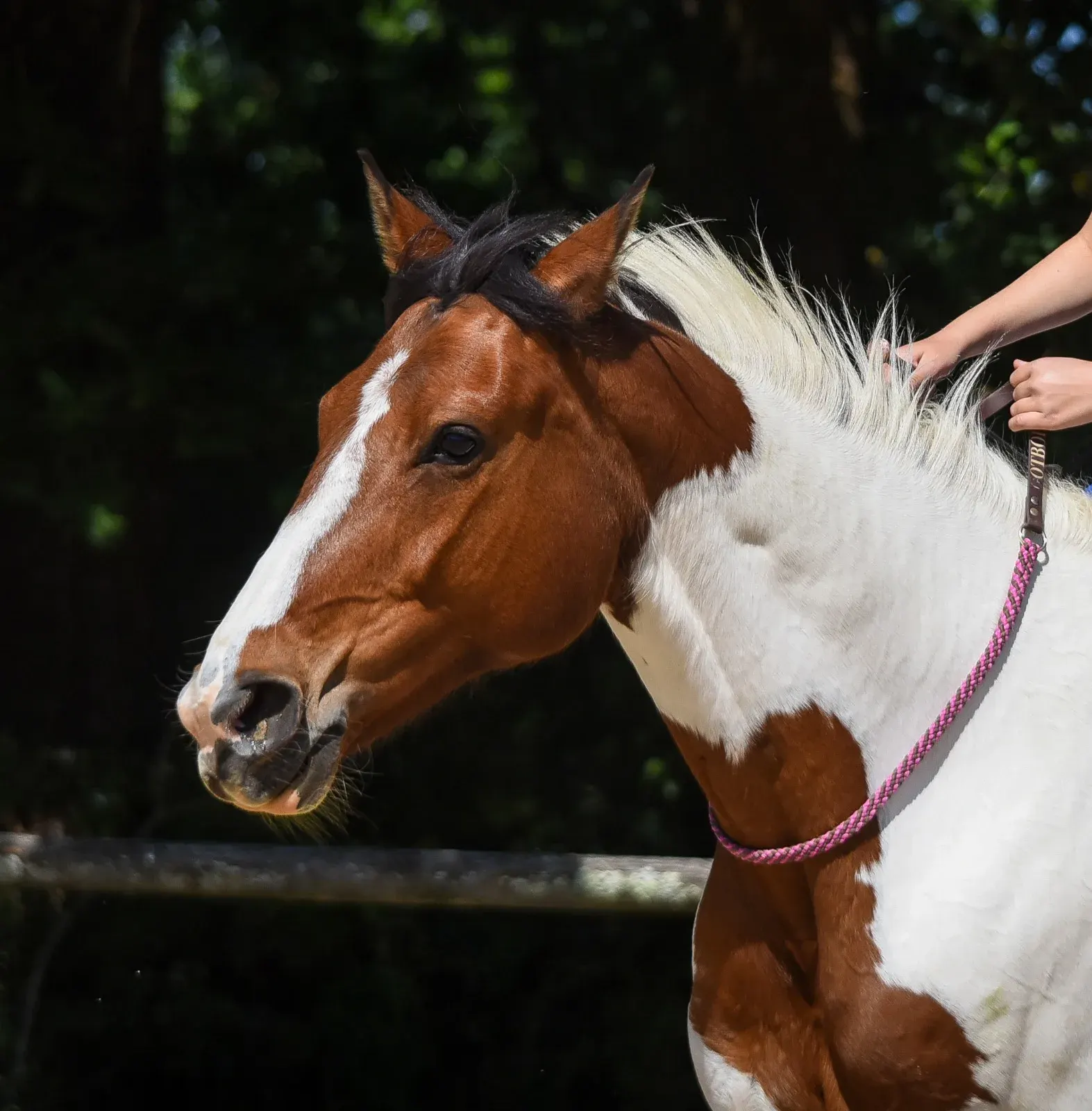 Cheval pie dans un environnement extérieur calme