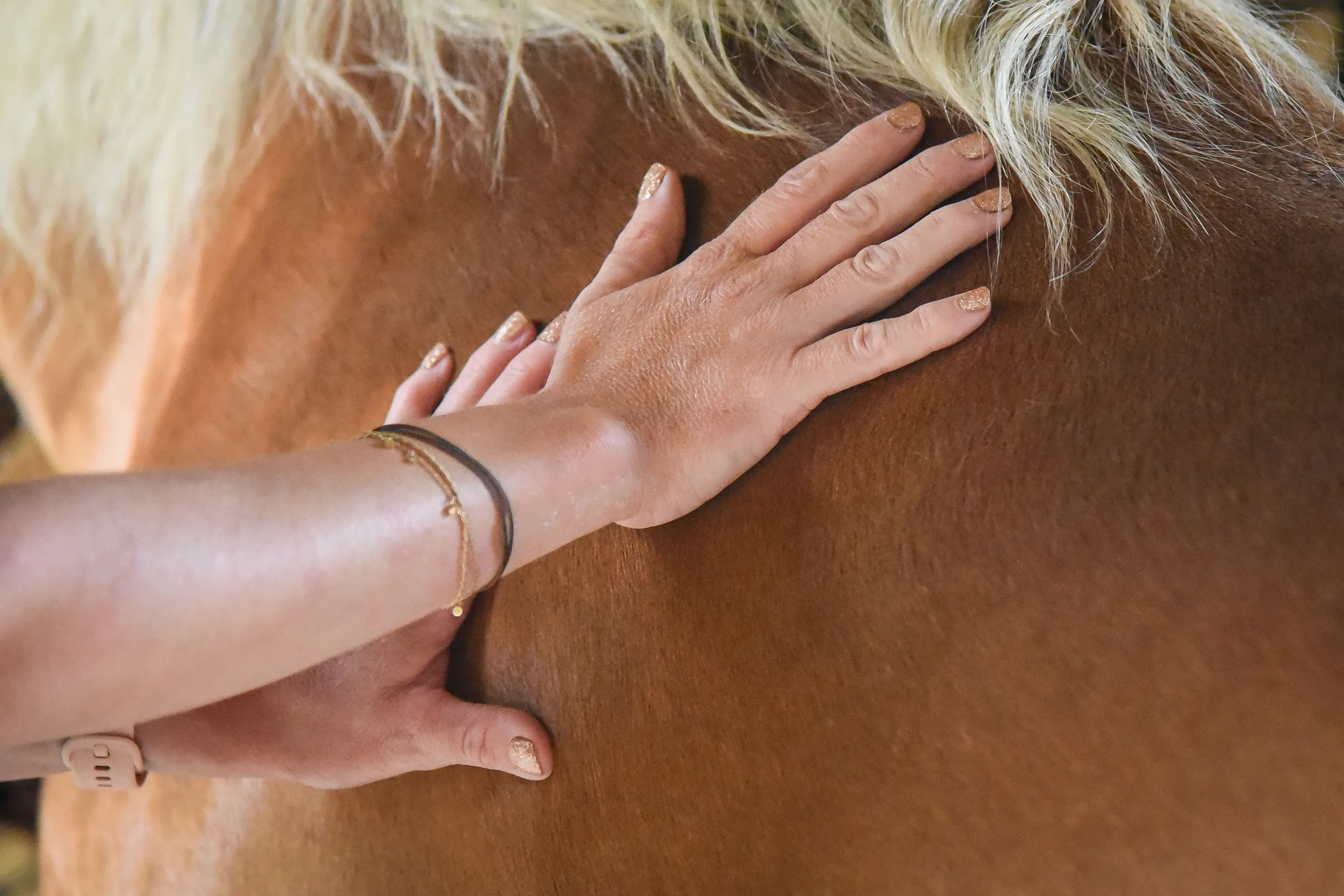 Geste de massage doux au garrot d’un cheval